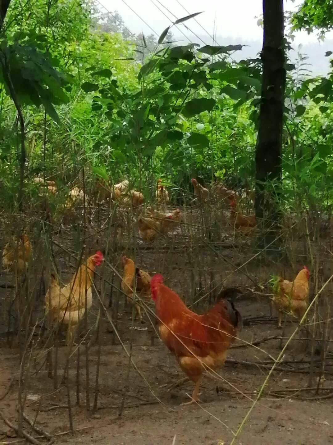  散养三黄鸡