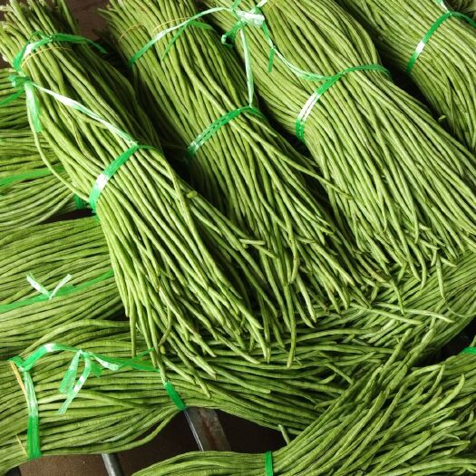 建瓯市绿龙豆角 基地种植保质保量
