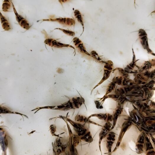 光泽县泥鳅苗 黄颡鱼苗 有需要的联系 签订协议 免费技术指导