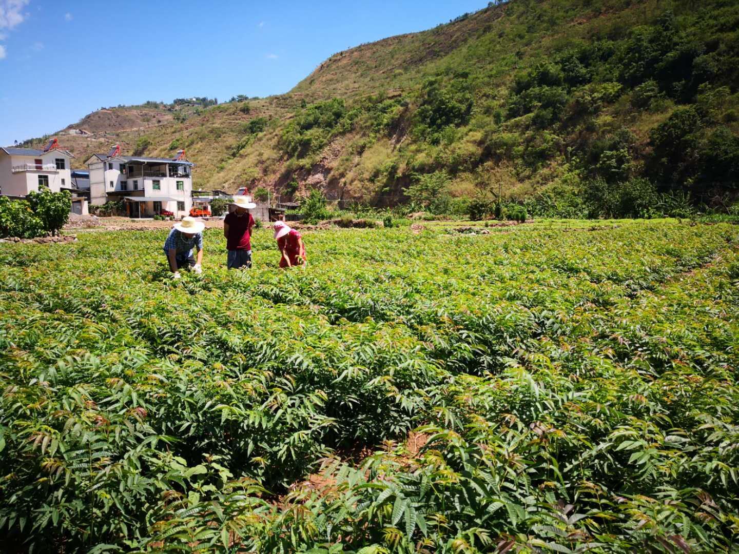 绿油香椿苗 香椿树苗，树苗量大优惠