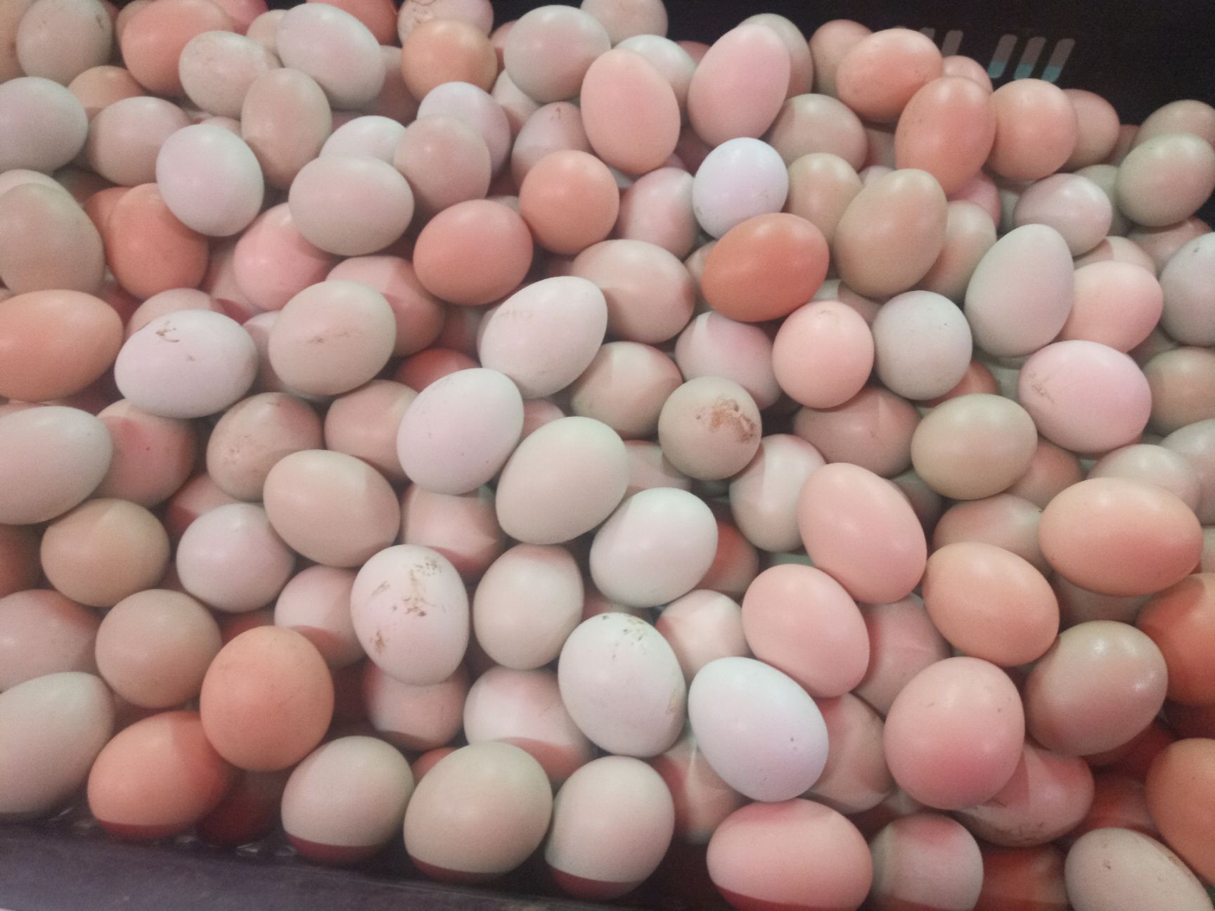 供应大厅  禽畜肉蛋  鸡蛋 商品属性 品种名:山地鸡鸡蛋 品种名:山地