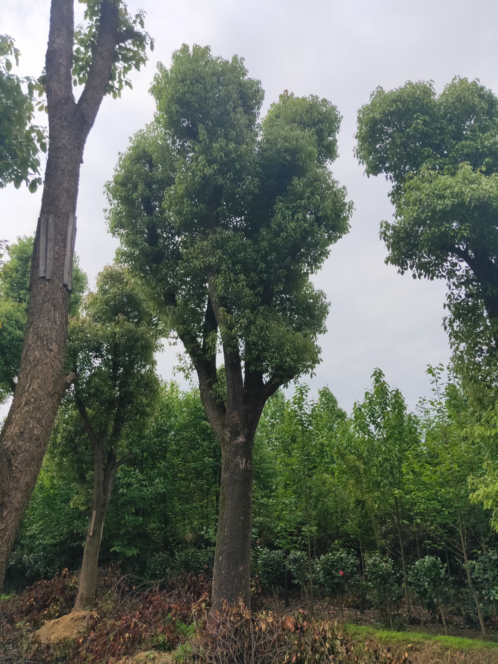 20--100公分移栽香樟大量出售，自己苗圃，一手货源。