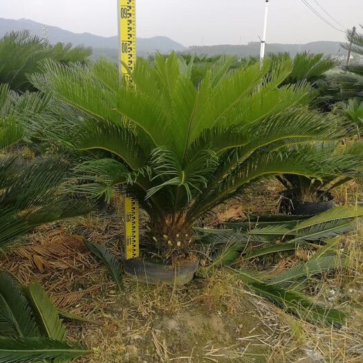 平邑县苏铁 铁树
