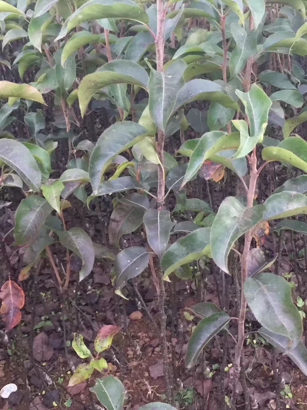  红梨苗，品种多。