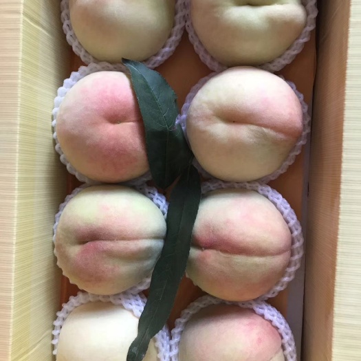 无锡 自家果园正宗阳山水蜜桃 批发批发批发！！！