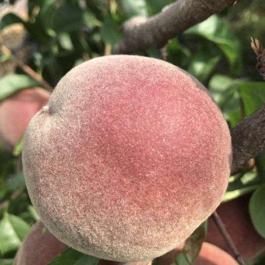 蒙阴县 春雪毛桃大量上市，价格便宜，甜度高