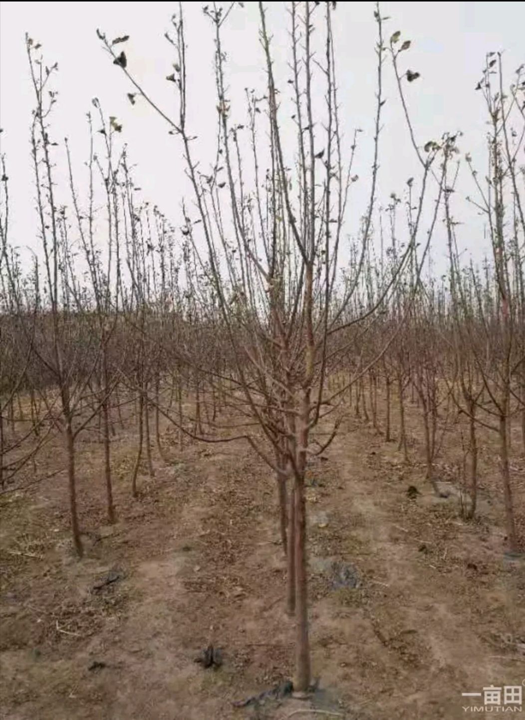 红富士苹果苗 苹果树。