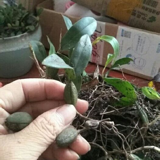 连山县石橄榄  现找现卖新鲜货