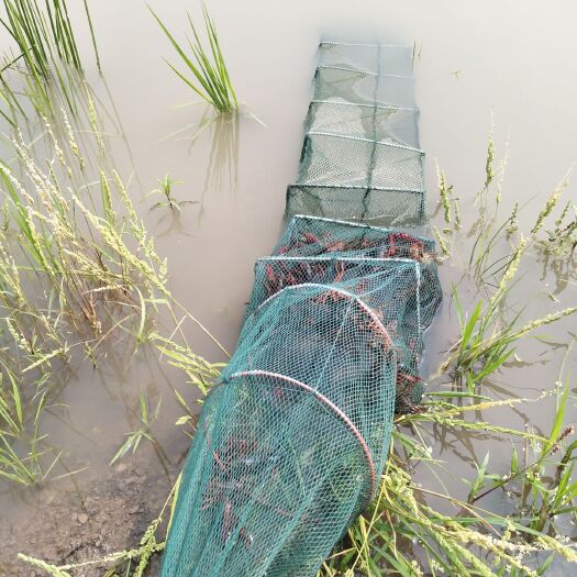怀远县 小龙虾
