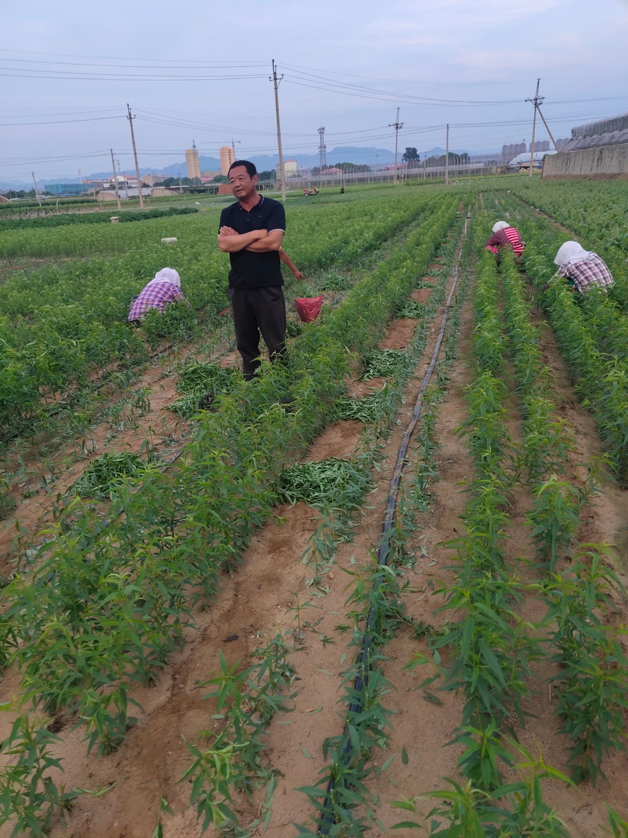 中油19油桃  中油19号油桃苗特早熟品种，产地直发。
