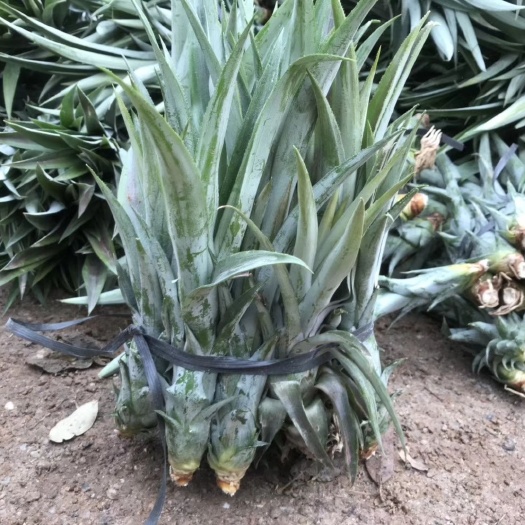 菠萝苗  凤梨苗，果子又大又甜