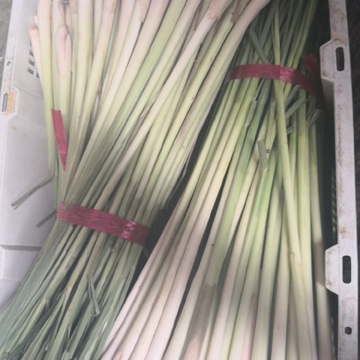 天等县 香茅，香茅草