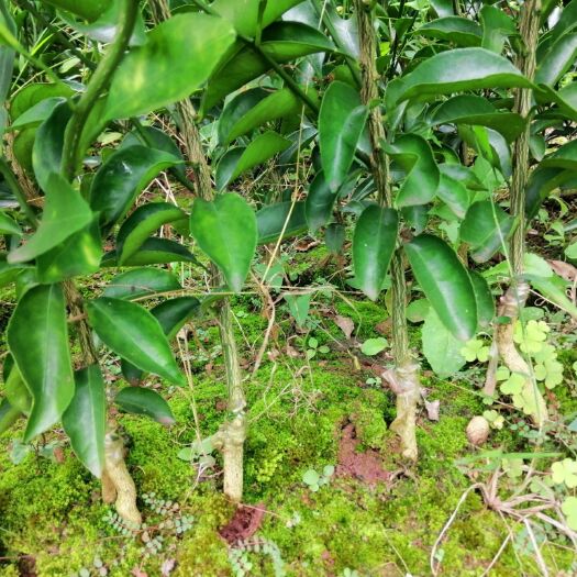 资阳大雅柑苗 出售：大雅 春见 沃柑苗1公分以上