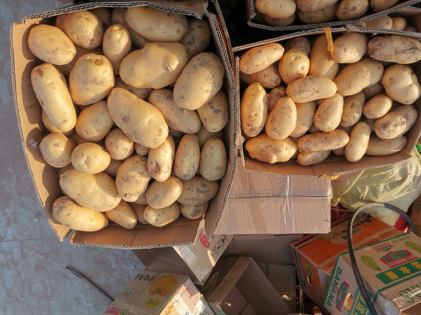 荷兰薯12号 统货