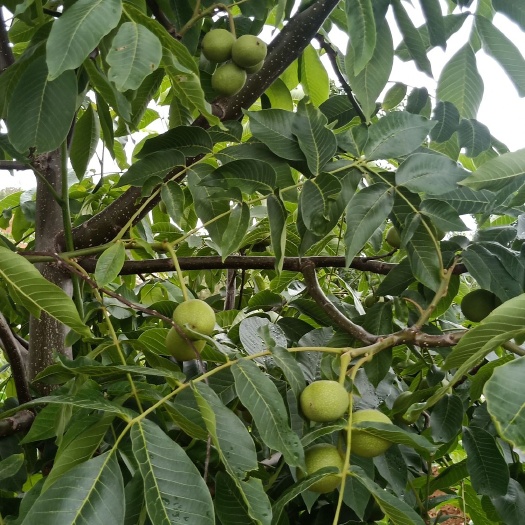 木里县新疆核桃 