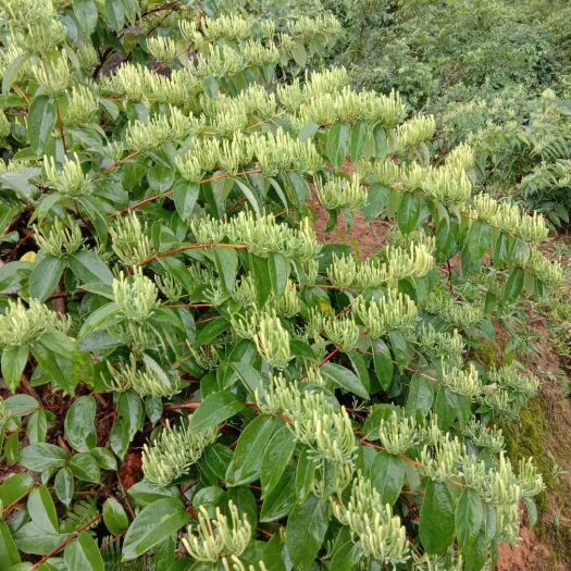 溆浦县 出售供应金银花 山银花