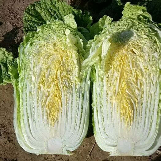 黄心大白菜，精品打冷货！