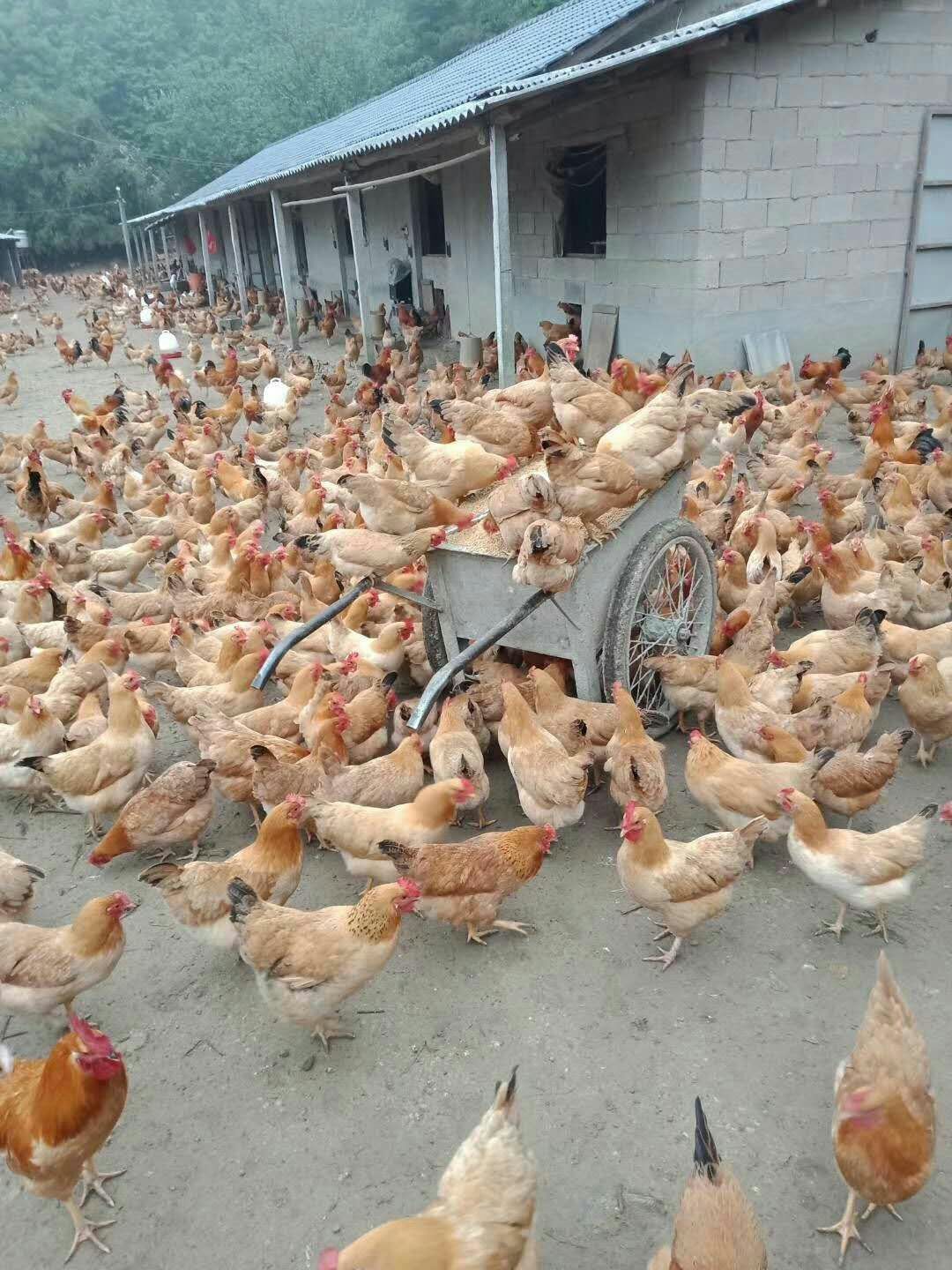  散养三黄鸡