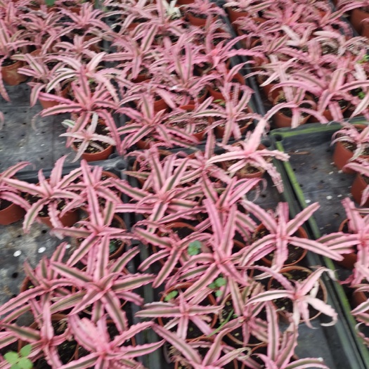 广州凤梨花 姬凤梨耐寒耐旱型观叶小盆栽90盆