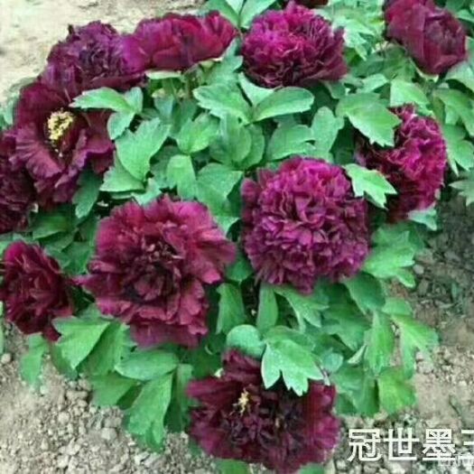 菏泽 观赏牡丹