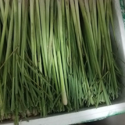 天等县 香茅，，泰国香茅，柠檬香茅草。