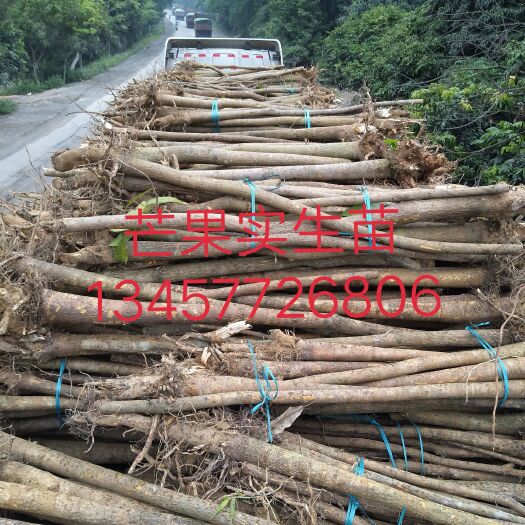 钦州金煌芒果苗  50万棵金煌芒苗，台农芒苗，桂七芒苗，袋苗地苗都有货