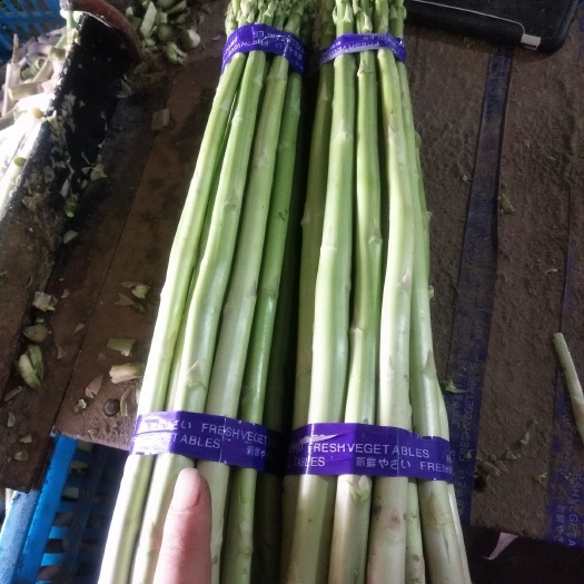 南通绿芦笋 江苏省南通市海门市 30cm以上