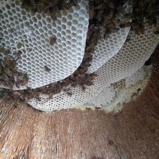 景洪市 西双版纳原始森林里的蜂蜜，我们只是大自然的搬运工
