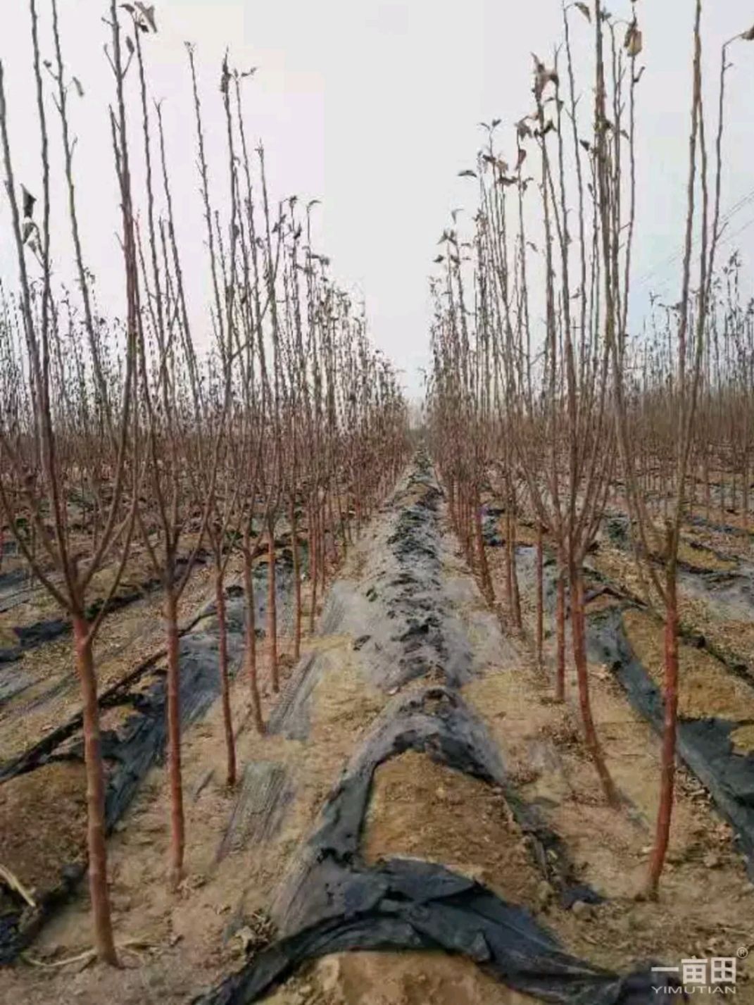 红富士苹果苗 苹果树。