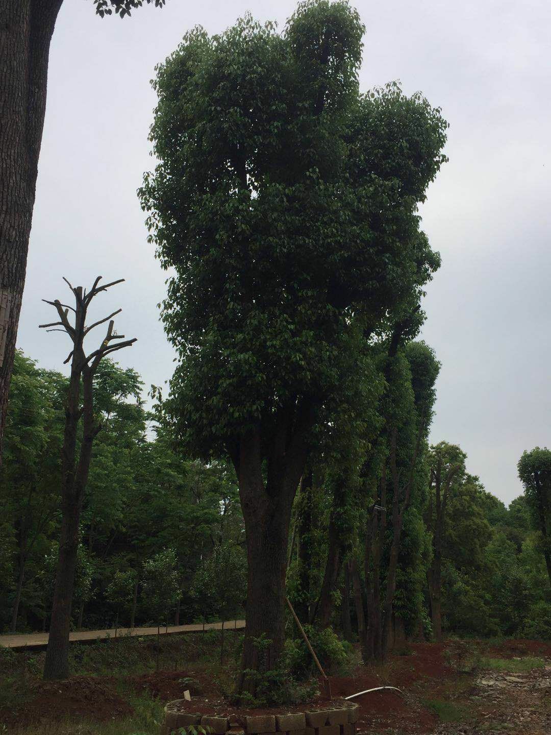 20--100公分移栽香樟大量出售，自己苗圃，一手货源。