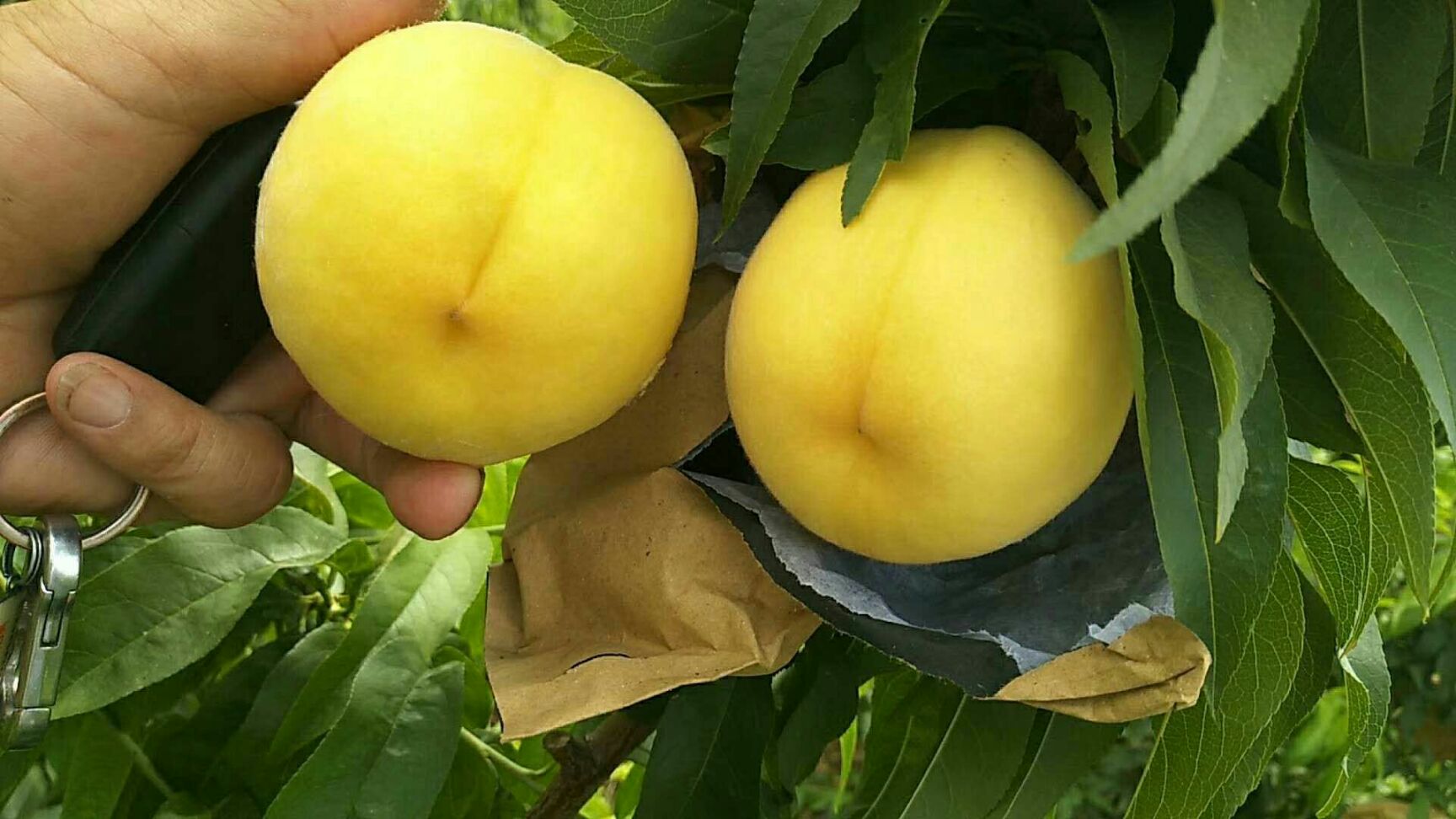 黄金蜜1号 500亩黄金密水蜜桃种植基地直供