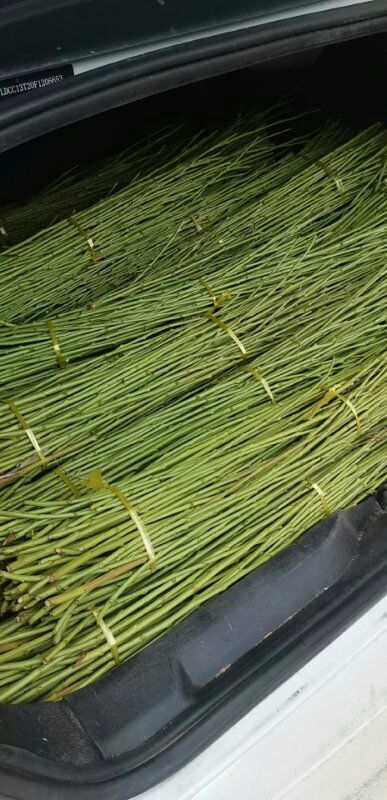 砀山县桃树嫁接枝条 锦绣黄桃接穗