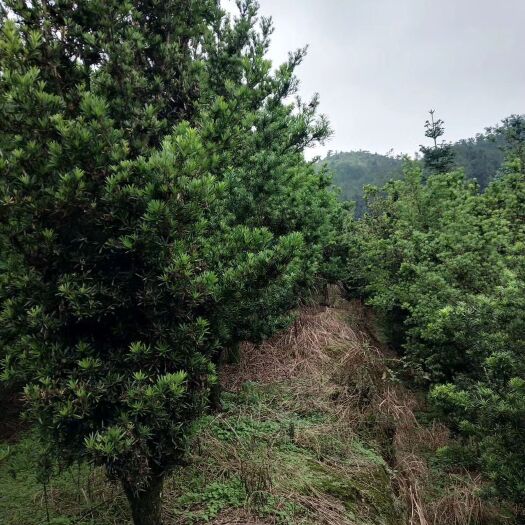 漳平市 罗汉松12公分到20公分