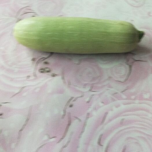 阳高县油绿西葫芦 大量上市