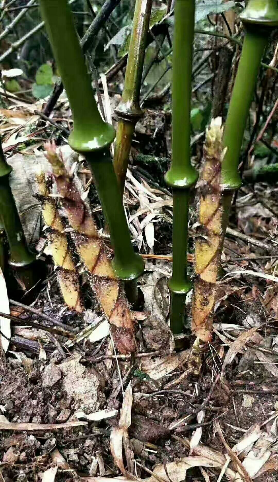  四川罗汉笋干货农户家自制