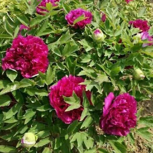 菏泽 观赏牡丹