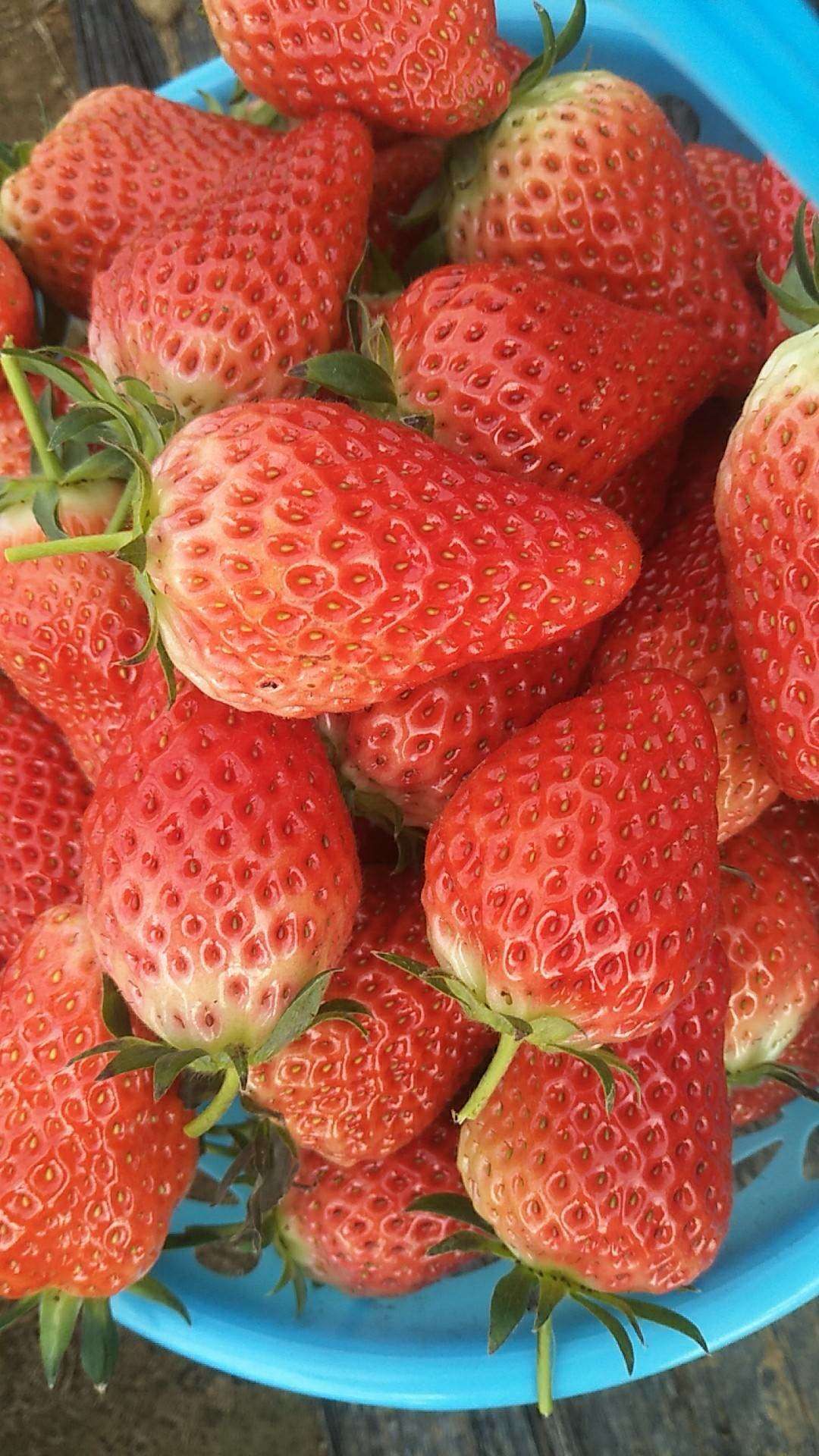 法兰地草莓苗 10~20公分 地栽苗