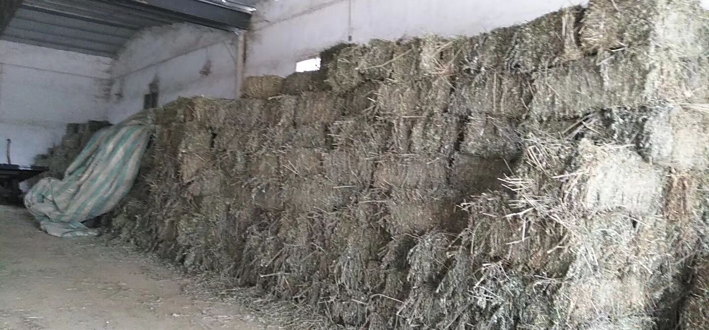 苦艾 头茬干艾草