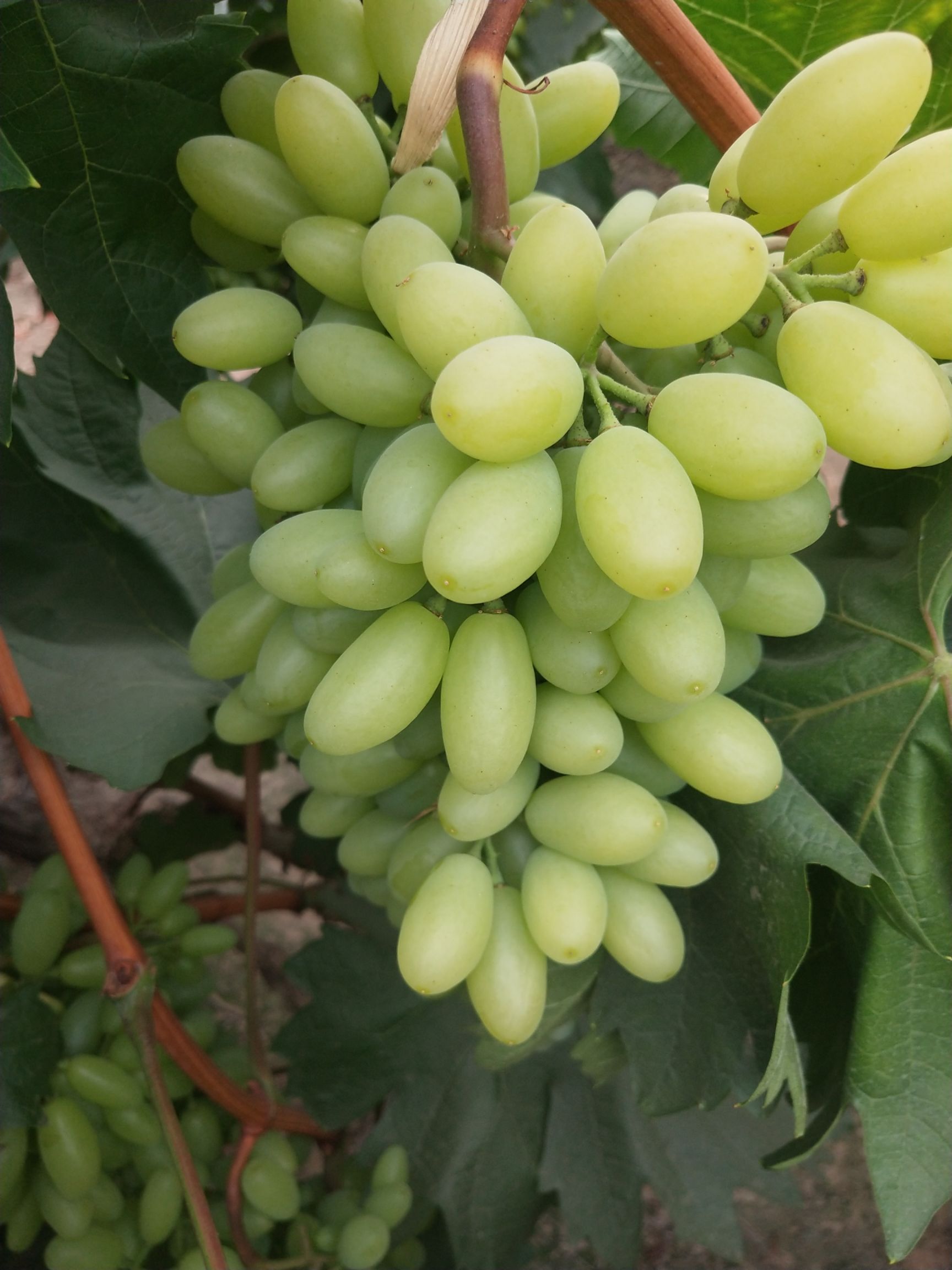 醉金香葡萄152斤10以下1次果