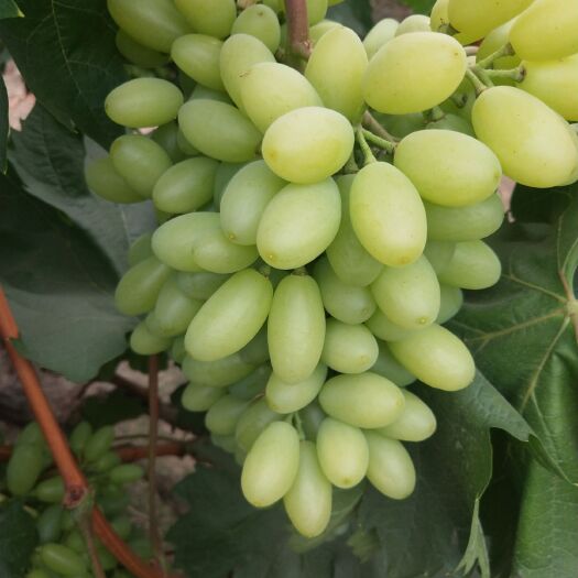 醉金香葡萄 1.5- 2斤 10%以下 1次果