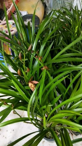 蕙兰 基地一手货源自产自销