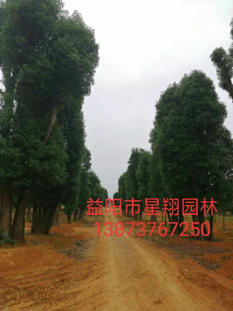 50--120公分丛生香樟大量出售，自己苗圃，一手货源