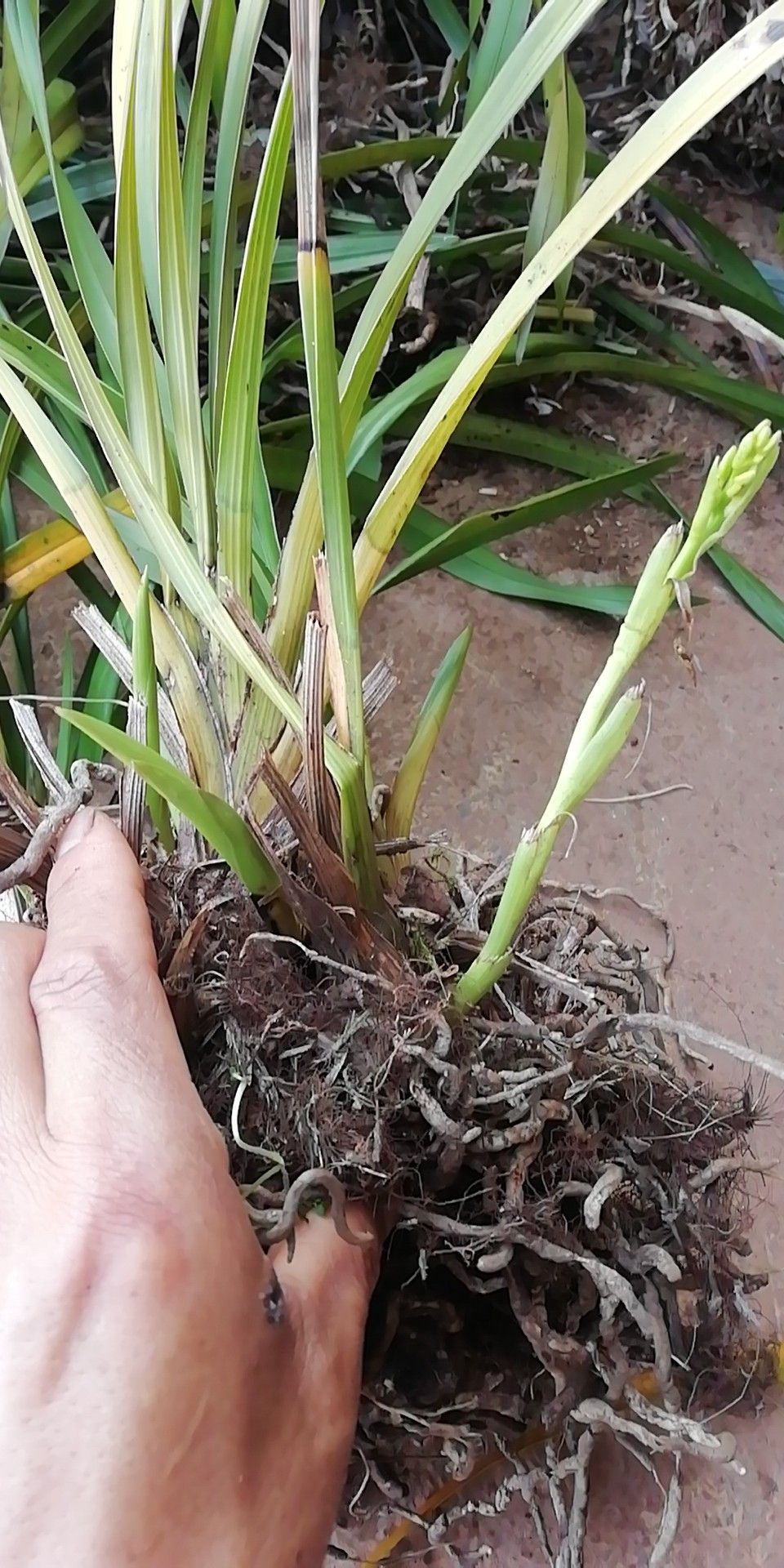 云南兰花批发采购_云南兰花供应_云南兰花价格