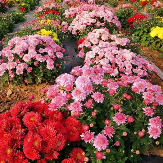 邢台彩菊花苗