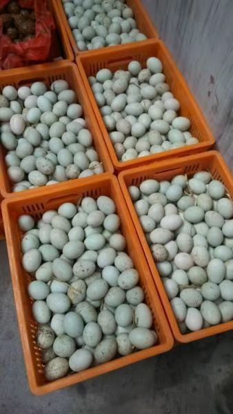 麻城市 出售鸭蛋