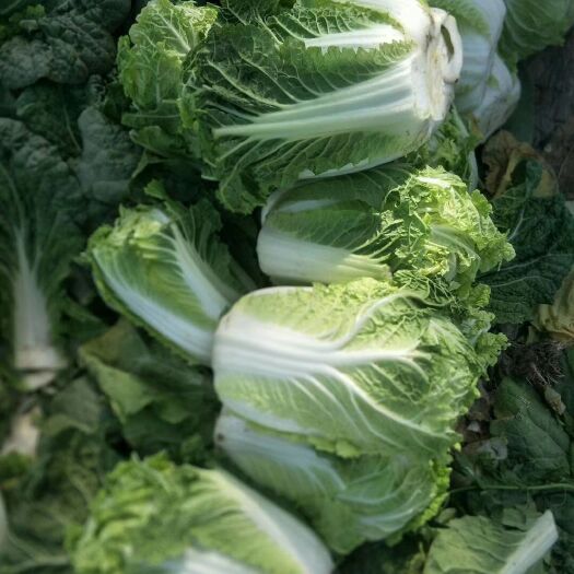  露地黄心娃娃菜不值钱了！0.06元！苦了农民了！