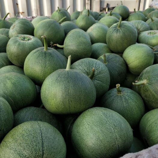 新乐市绿宝甜瓜 绿宝，红成十系列博洋系列二零金典，等等。每年五月份～六月底
