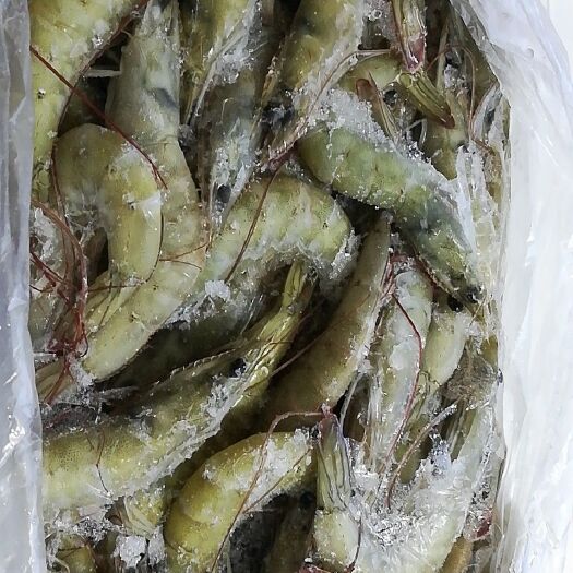 杭州冻海虾 正关虾全规格都有现货，质量保证，价格优惠！