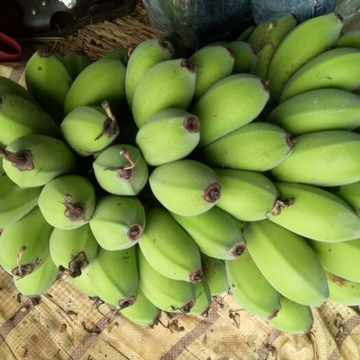 南宁苹果蕉 一代发  大宗批货  新鲜现摘发货