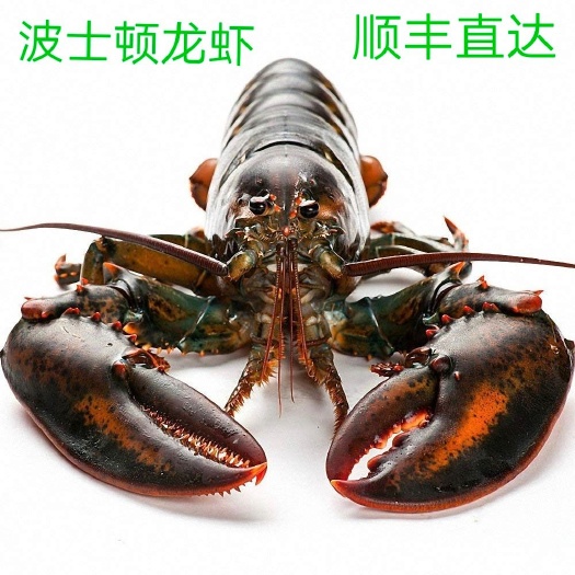 佛山 波士顿龙虾 生猛包活 批发价直供 顺丰快递隔天到家